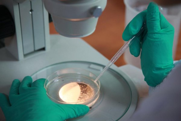 环特生物斑马鱼实验